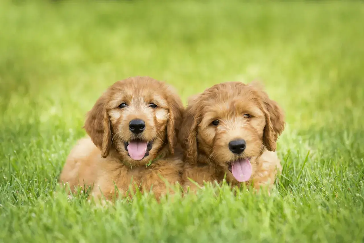 Deux adorables chiots mini doodle chien, aux poils dorés et aux langues roses, se prélassent dans l'herbe verte.