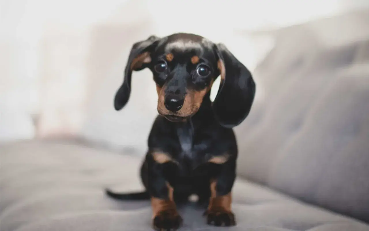 Adorable petit chien de compagnie, un teckel noir et brun aux grandes oreilles tombantes, assis sur un canapé gris.