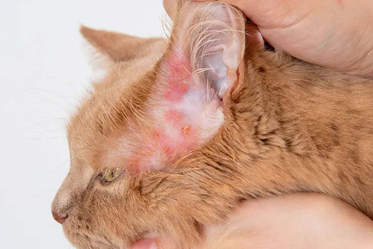 Plaque rouge sur l'oreille d'un chat roux, signe d'une irritation cutanée.