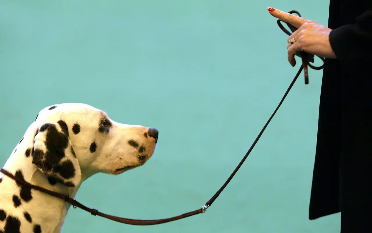 Un dalmatien attend patiemment, la laisse tenue par une main ornée d'une bague. Un moment de concentration avant le **liste ordre chien**.