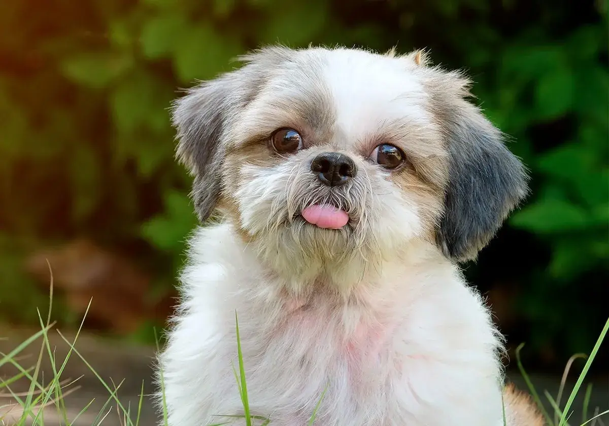 Un adorable shih tzu fait une grimace avec sa langue rose sortie, assis dans l'herbe verte.