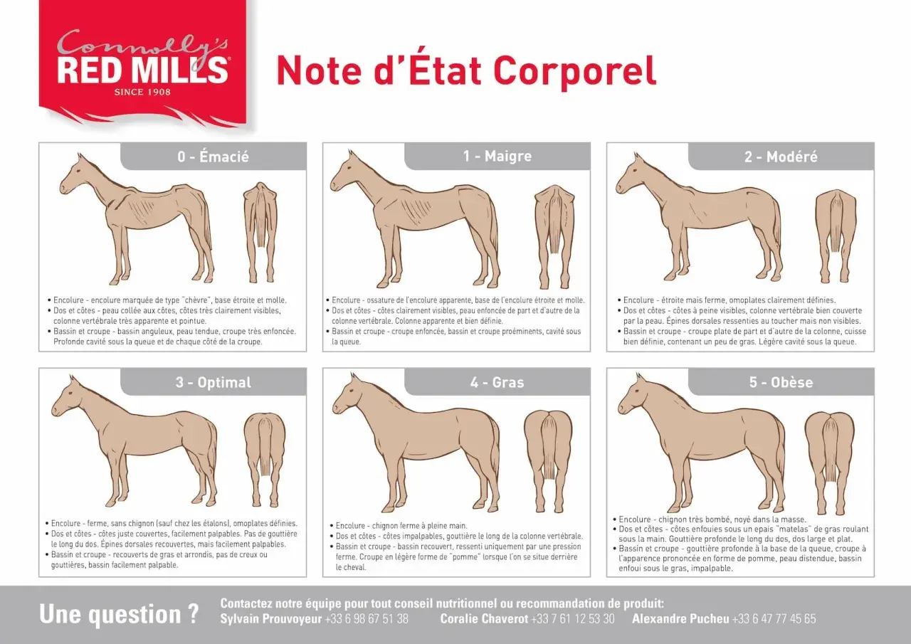 Illustration comparant l'état corporel des chevaux, de "émacié" à "obèse". L'image montre un cheval maigre, avec des côtes saillantes, illustrant une alimentation insuffisante.