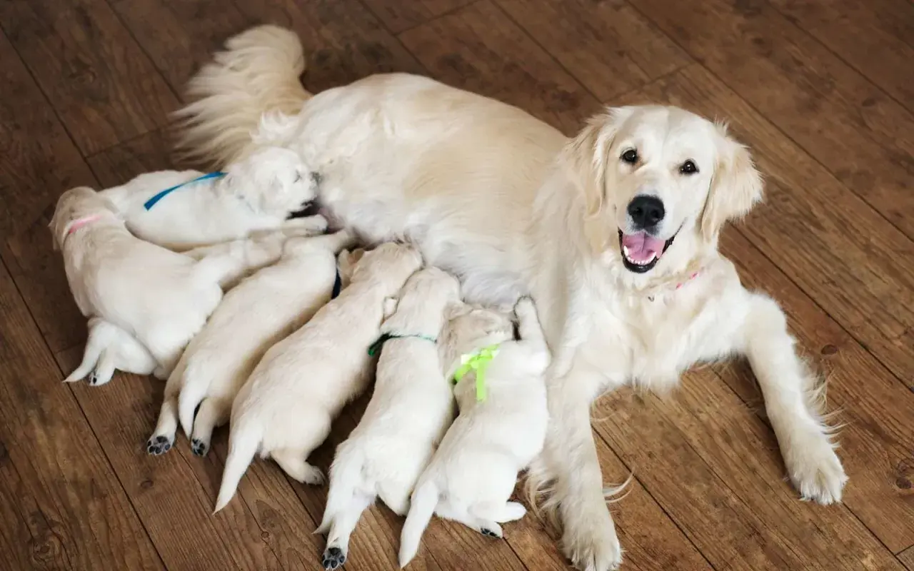 Une maman golden retriever heureuse allaite ses chiots. La mise bas chien s'est bien passée, les petits sont bien blottis contre elle.