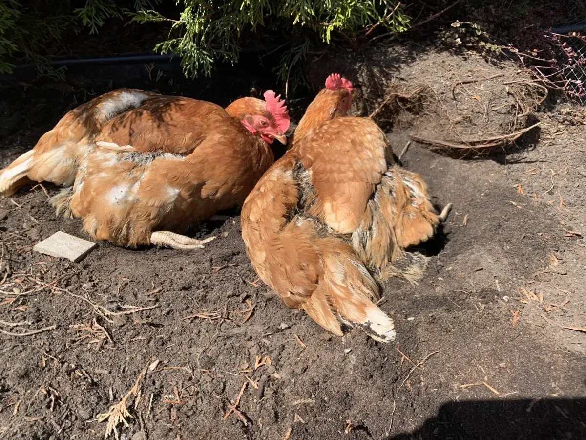 Deux poules rousses se prélassent dans la terre. Elles picorent peut-être des cailloux pour aider leur digestion, une astuce naturelle pour les poules.