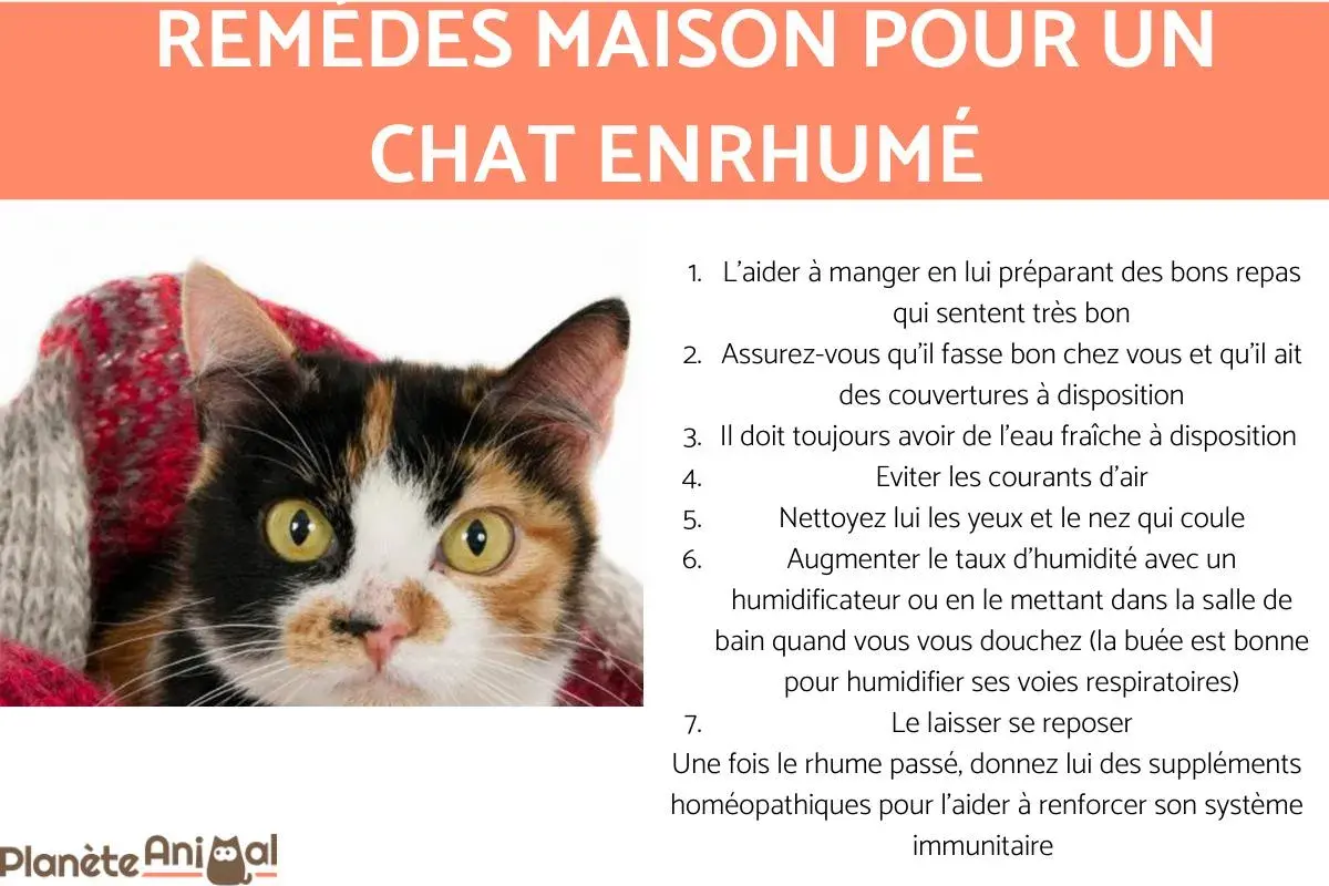 Un chat calico emmitouflé dans une couverture, avec des conseils pour le rhinite chat traitement naturel.