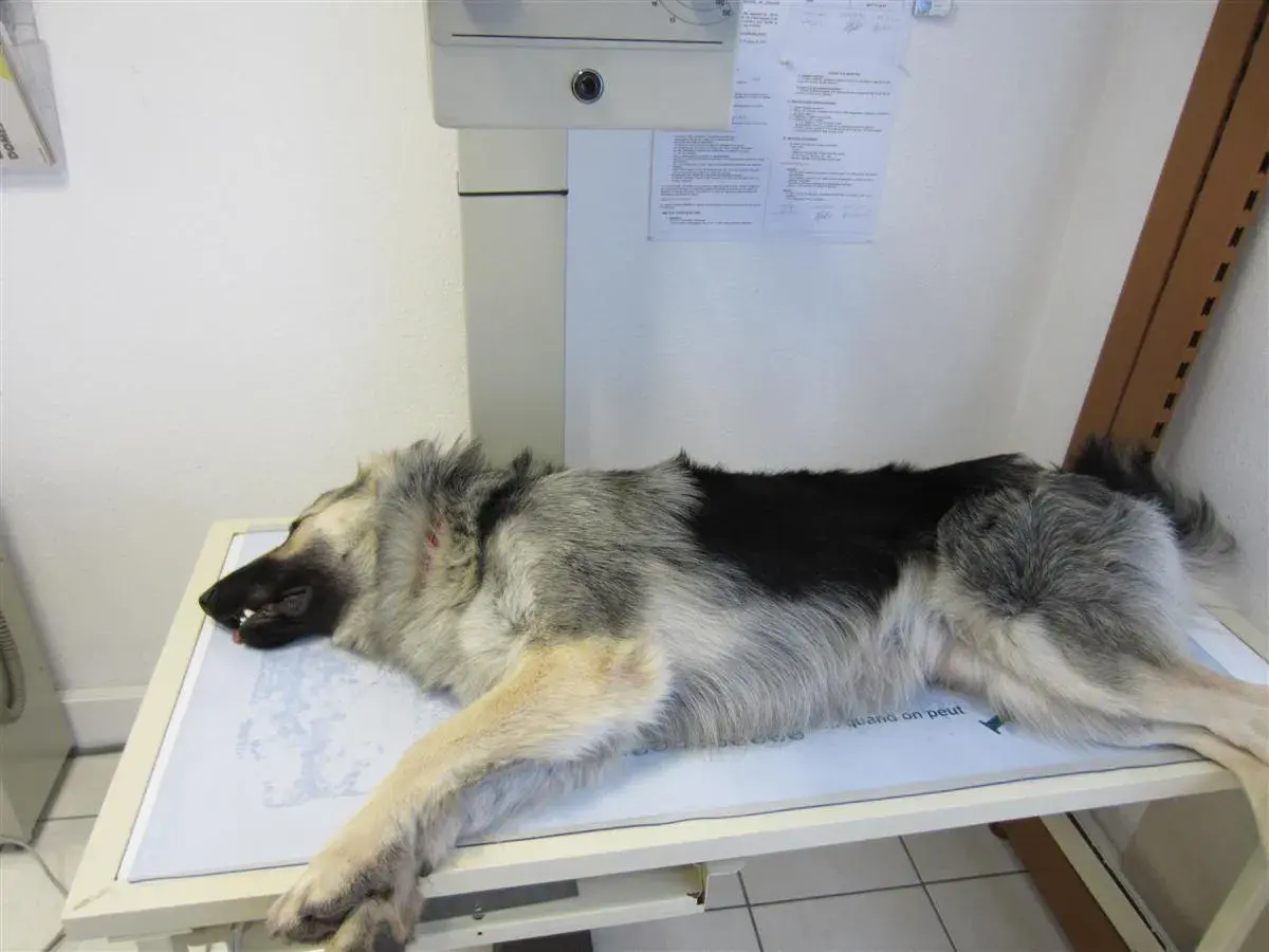 Berger allemand couché sur une table d'examen, possiblement pour un diagnostic de dysplasie.