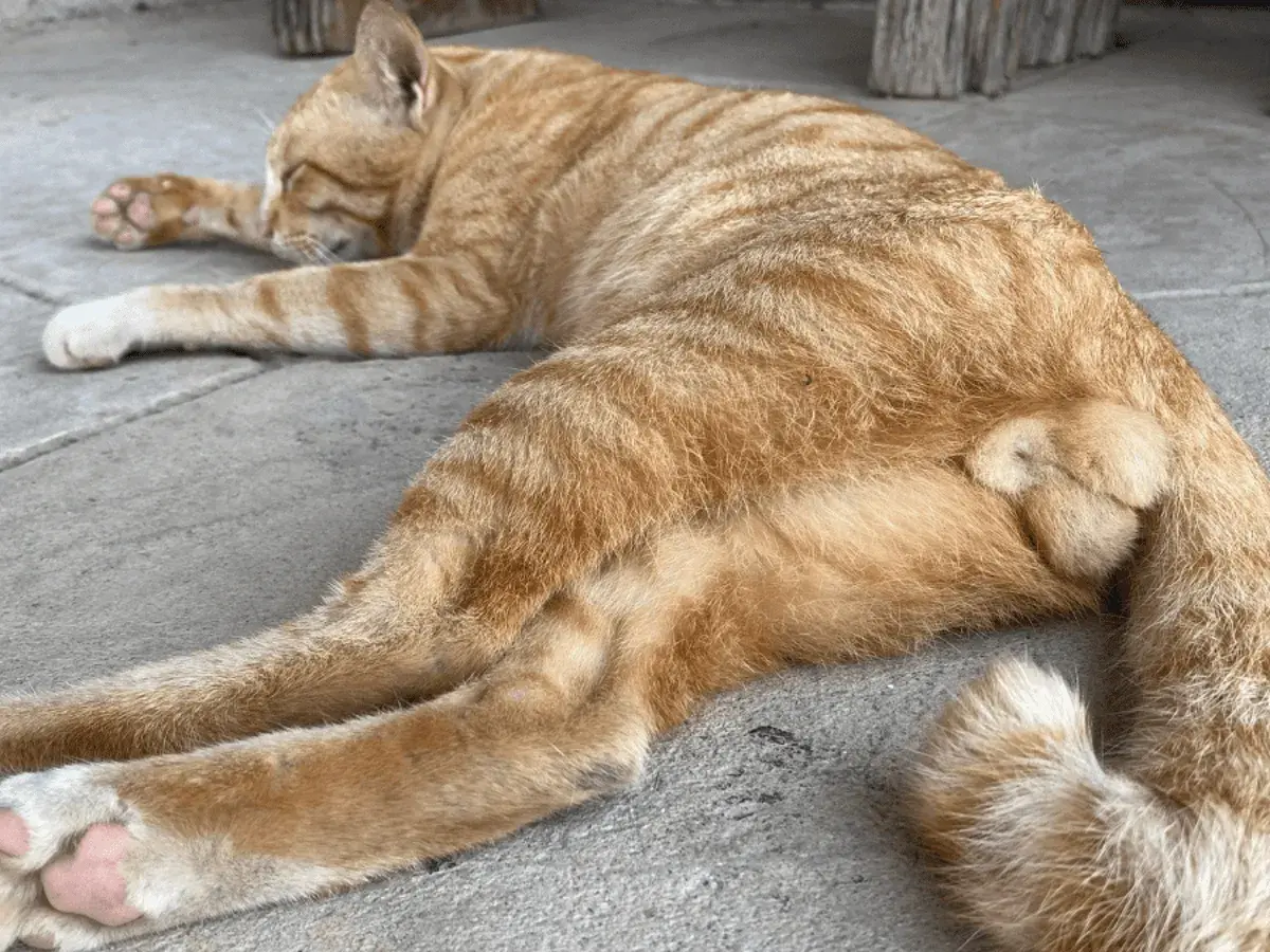 Un chaton roux de 4 mois, endormi, montre ses testicules.