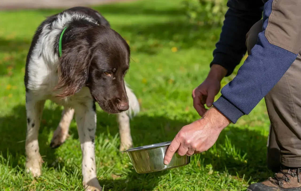 Un chien brun et blanc attend patiemment sa gamelle. La transition vers la croquette chien est imminente.