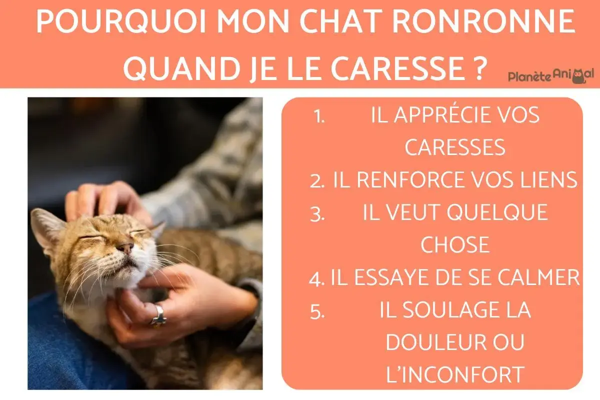 Un chat ronronne fort sous des caresses, appréciant le moment. L'image explique pourquoi un chat ronronne quand on le caresse.