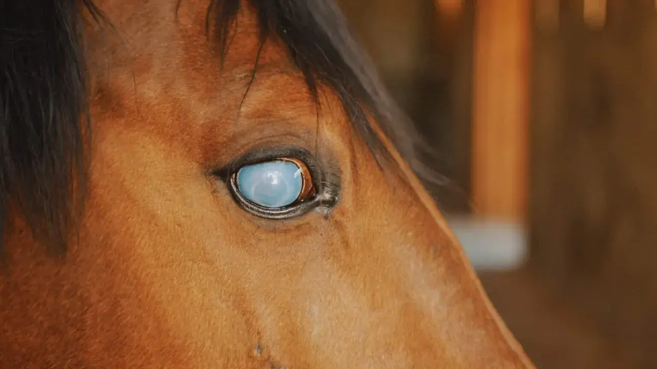 Gros plan sur le cheval, son œil gonflé et qui coule reflète la lumière, une vision voilée.