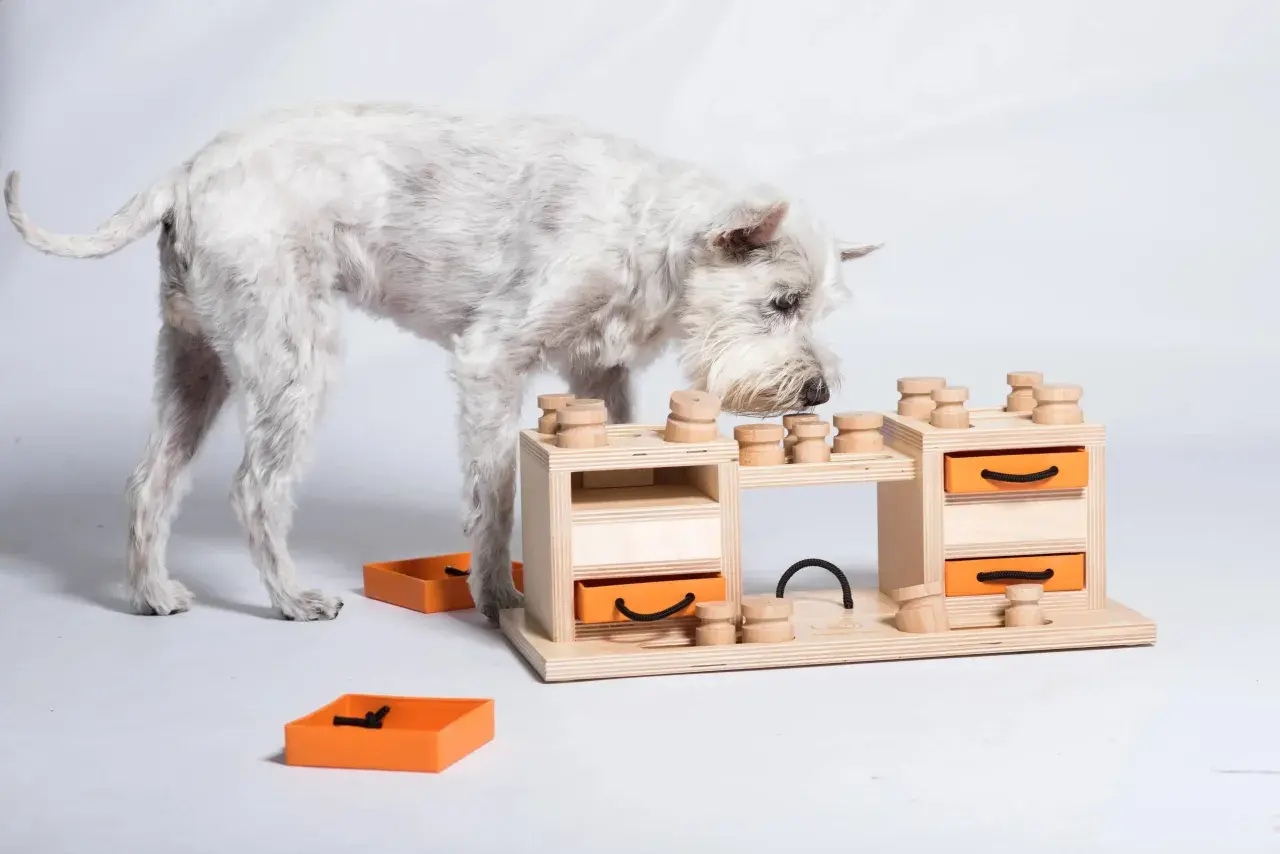 Un chien blanc renifle un jeu d'occupation pour chien fait maison en bois avec des tiroirs orange.