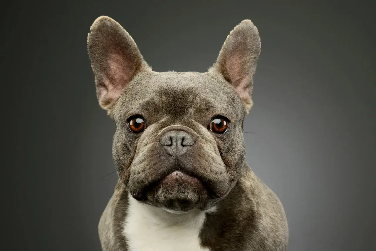 Un adorable petit chien pour famille, un bouledogue français au regard doux et aux grandes oreilles, prêt à partager des moments de joie.