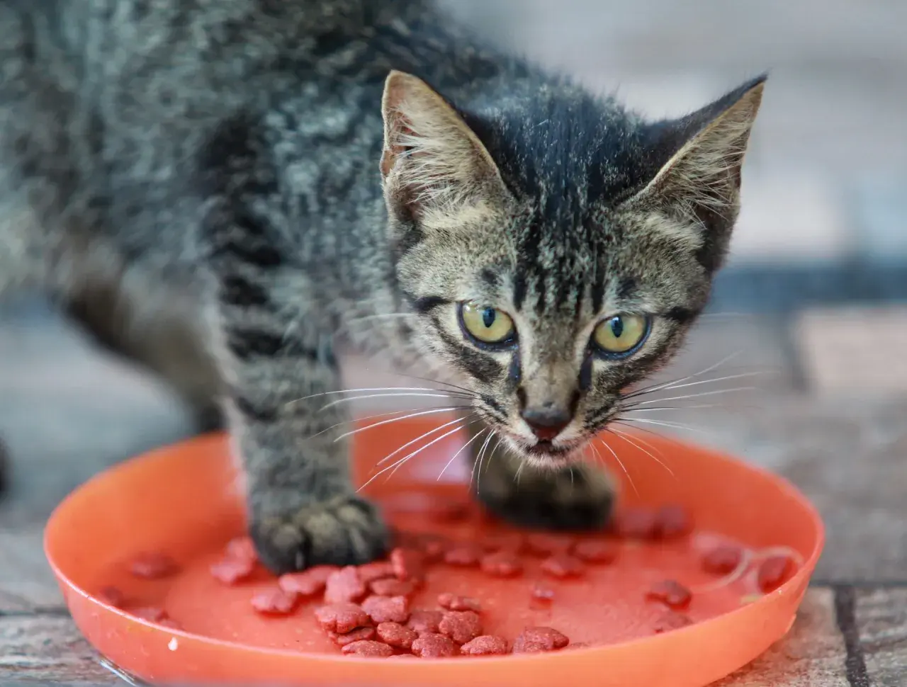 Un chaton tigré mange des croquettes dans une gamelle orange. Une image qui illustre bien l'alimentation mixte chat.