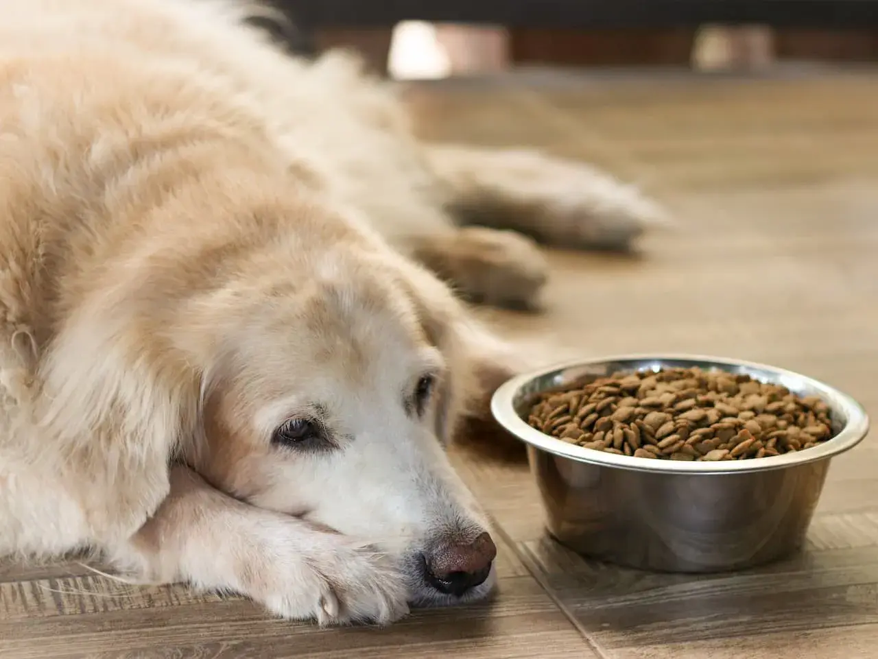 Un vieux chien fatigué, allongé près de sa gamelle pleine, semble boire beaucoup mais ne pas manger.