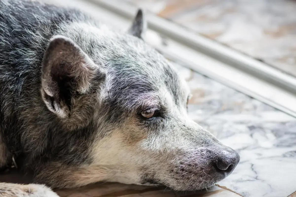 Gros plan sur un vieux chien qui ne mange plus, le regard triste et fatigué. Son pelage gris et blanc témoigne de son âge avancé.