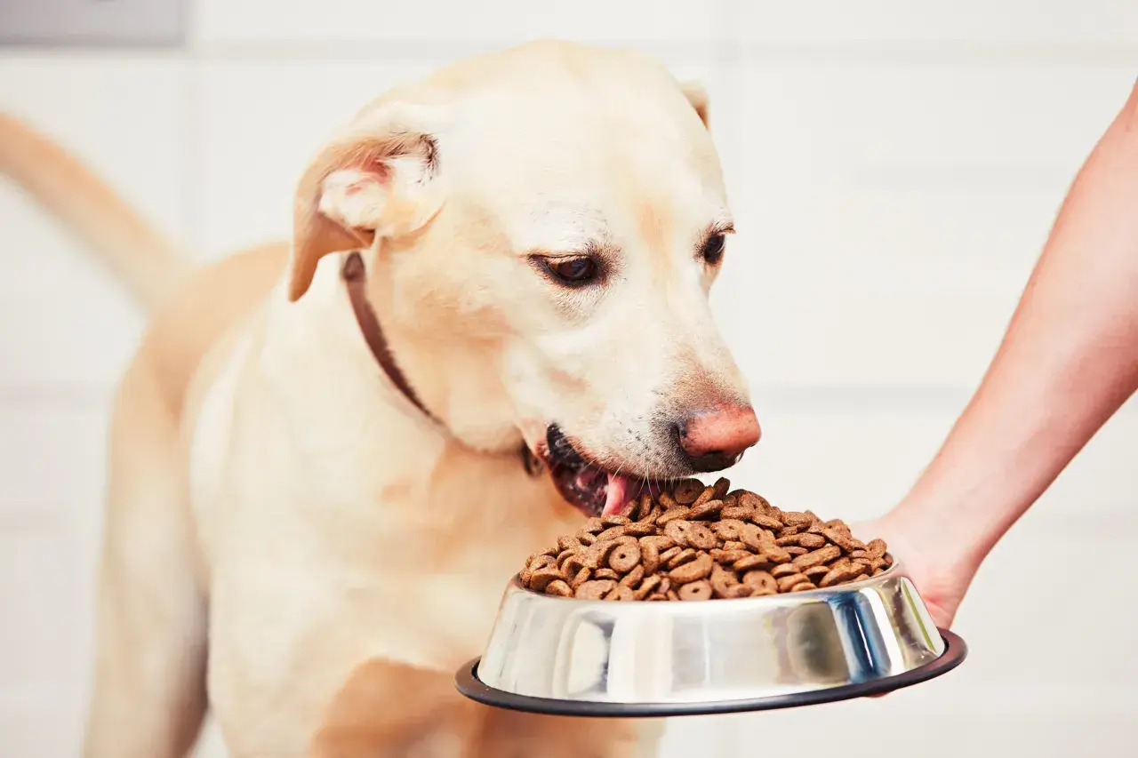 Mon chien fait des caprices pour manger, mais il finit toujours par céder devant sa gamelle de croquettes.