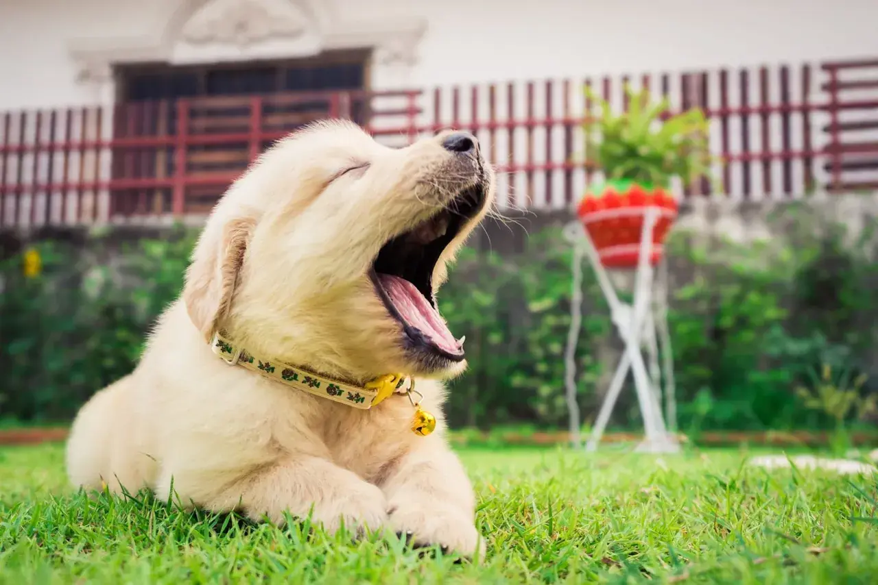 Un adorable chiot golden retriever, le **chien qui baille** le plus mignon, s'étire sur l'herbe verte.