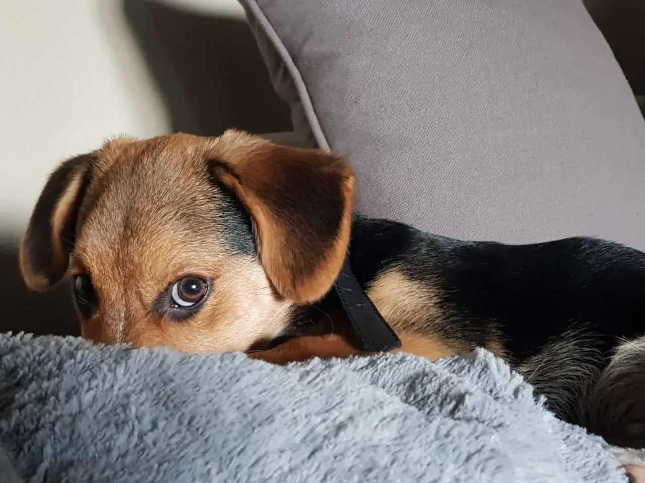 Petit chiot brun et noir, le regard interrogateur, caché derrière un tapis gris. Il se demande pourquoi mon chien gratte le tapis.