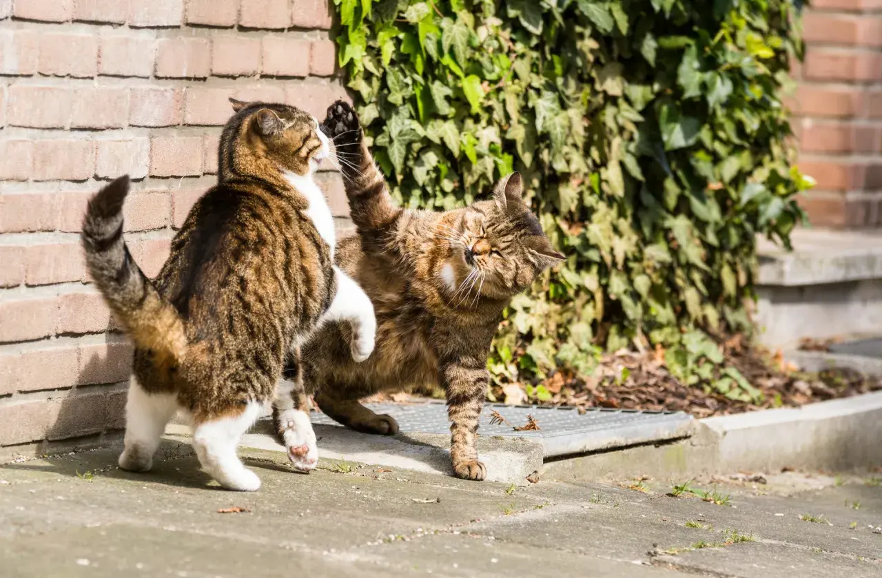 Deux chats jouent, l'un lève la patte. Ils se mordent le cou entre eux, une façon de communiquer et de renforcer leurs liens.