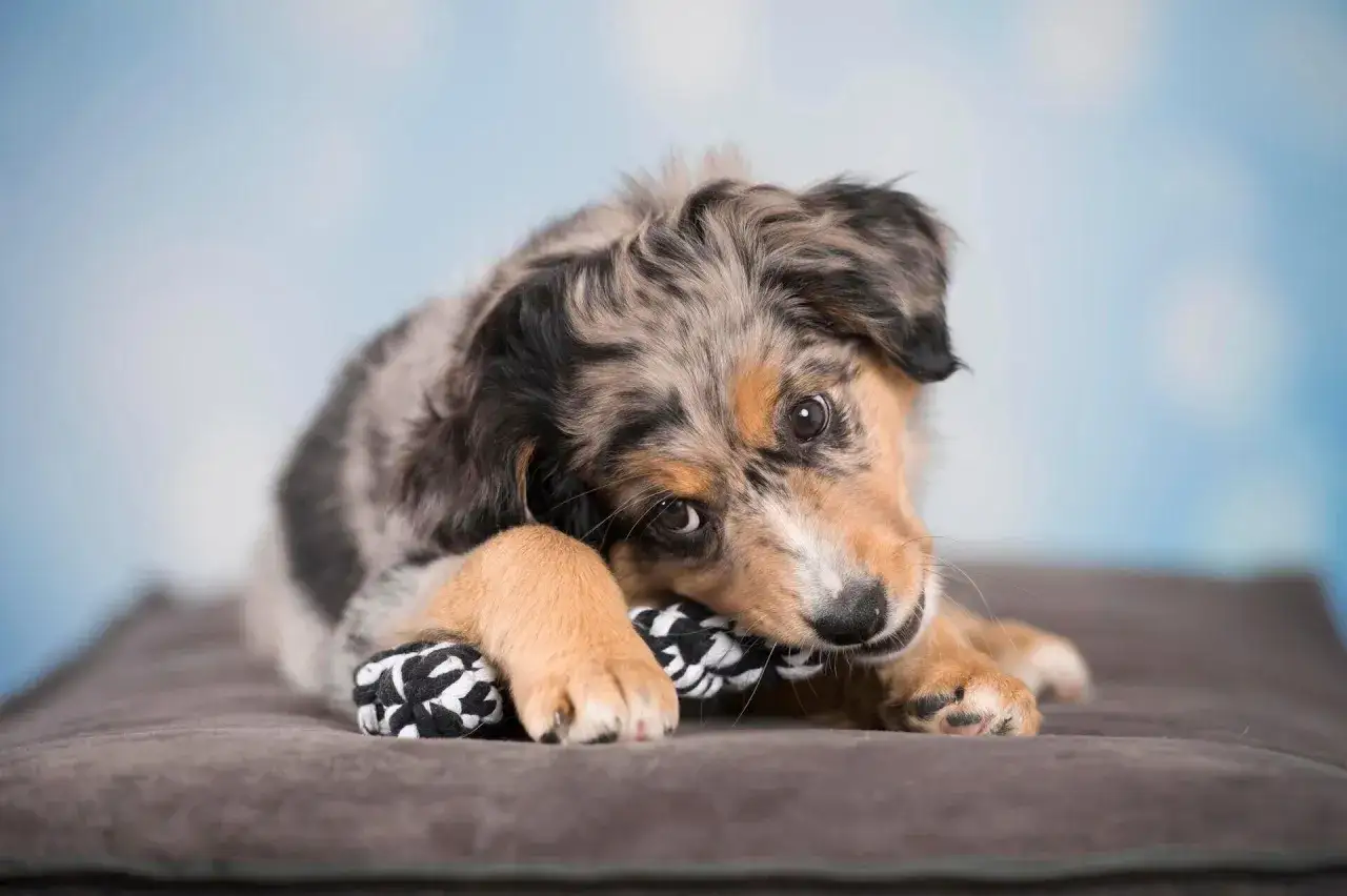 Adorable petit chien pour famille, un chiot merle aux yeux doux mordillant son jouet pr&eacute;f&eacute;r&eacute; sur un coussin douillet.