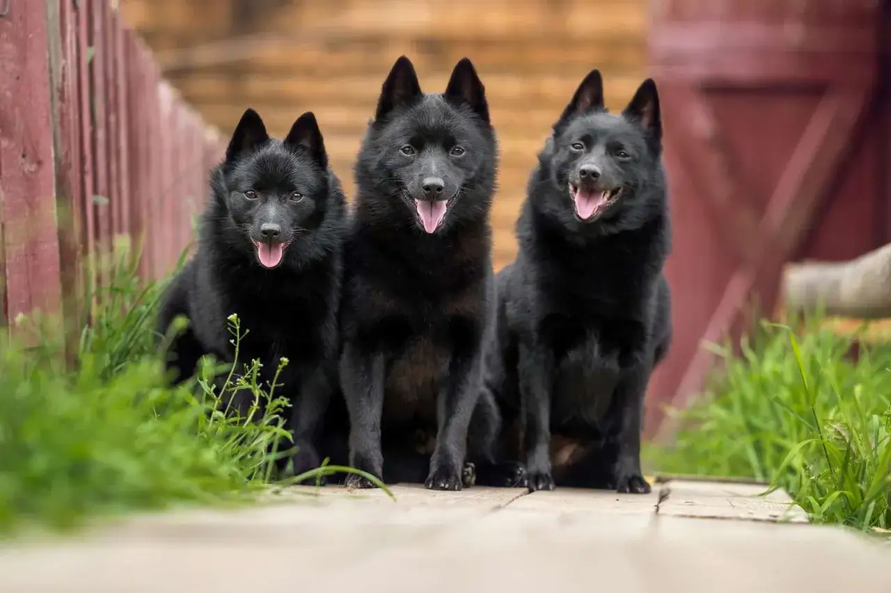 Trois petits chiens noirs, assis c&ocirc;te &agrave; c&ocirc;te, regardent la cam&eacute;ra avec leurs langues dehors.