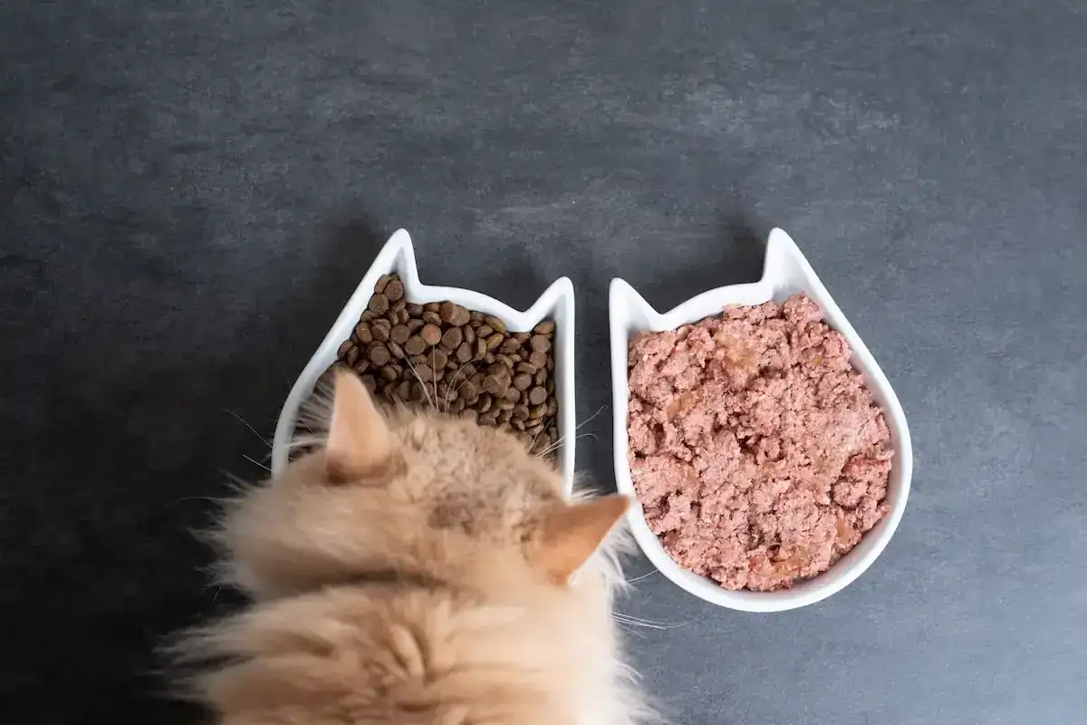 Un chat roux hésite entre deux gamelles en forme de chat : l'une remplie de croquettes, l'autre de pâtée. Une belle illustration de l'alimentation mixte pour chat.