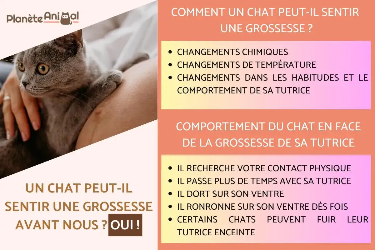 Un chat peut sentir une grossesse avant nous, gr&acirc;ce aux changements chimiques et comportementaux de sa tutrice.