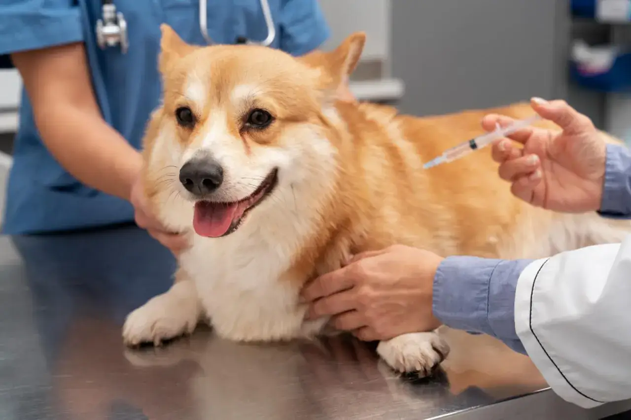Un adorable corgi re&ccedil;oit son vaccin annuel. Le vaccin chien obligatoire tous les ans assure sa bonne sant&eacute;.