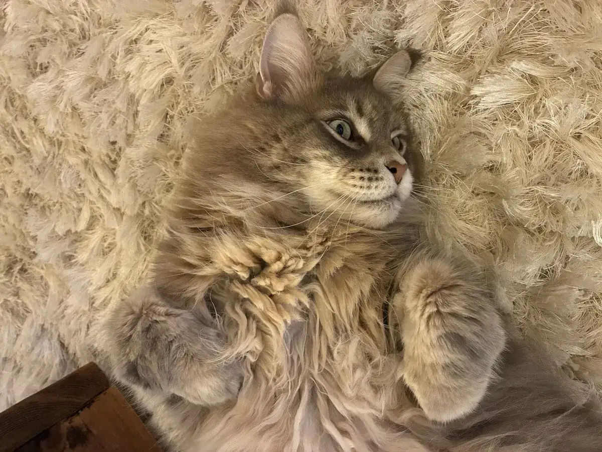 Un chat Maine Coon au pelage long et soyeux, aux yeux verts vifs, se repose sur un tapis moelleux. Son caract&egrave;re joueur et affectueux transpara&icirc;t dans sa pose d&eacute;tendue.