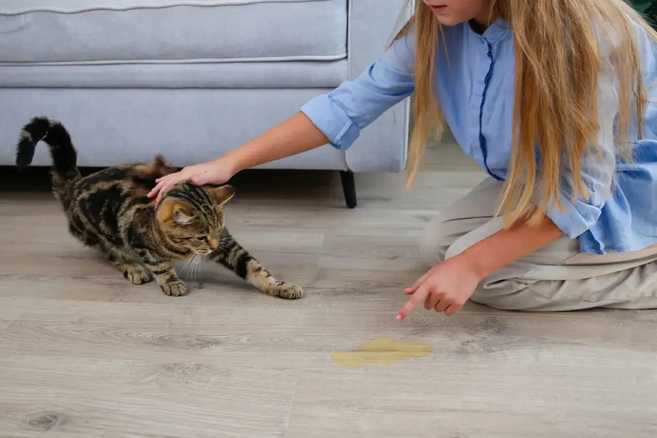Une petite fille découvre une flaque jaune sur le sol, suspectant l'odeur de pipi de chat. Son chat tigré est à proximité.
