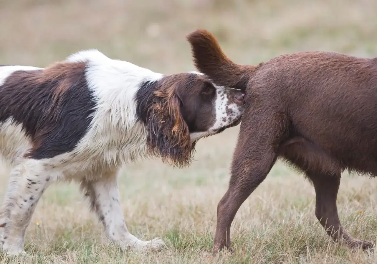 Un chien brun et blanc, peut-être un saillie chien inexpérimenté, renifle l'arrière d'un chien brun.