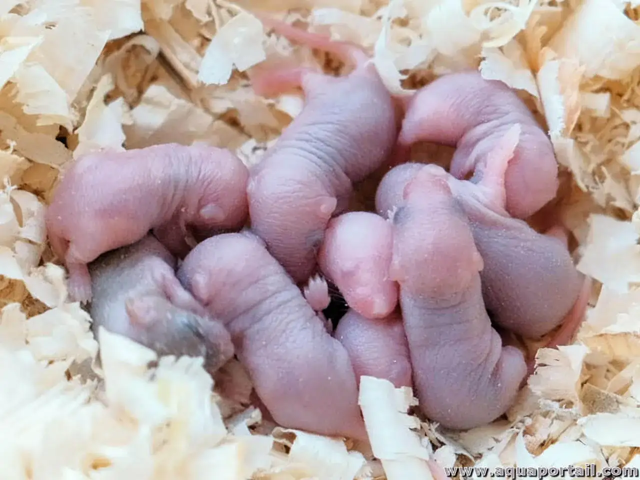 Un nid douillet rempli de b&eacute;b&eacute;s souris roses. Difficile de compter combien de souris par port&eacute;e, mais elles sont nombreuses et adorables.