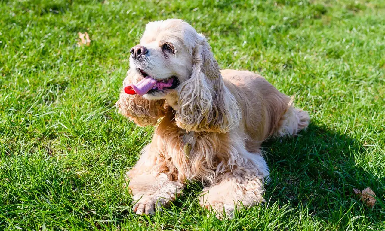 Un cocker spaniel cr&egrave;me, langue pendante, se repose sur l'herbe verte. Une image qui &eacute;voque la joie de vivre et la longue dur&eacute;e de vie du cocker.