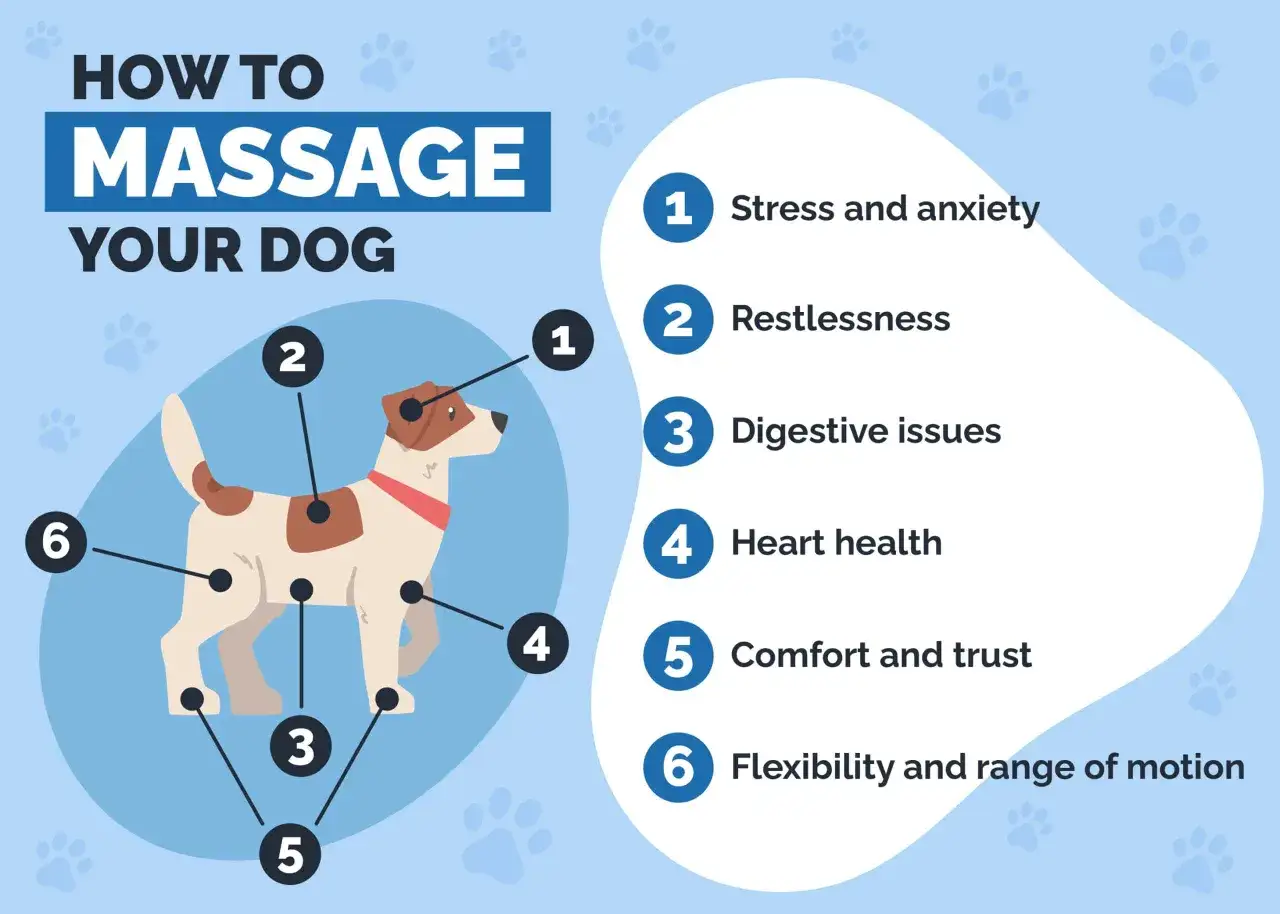 Illustration montrant comment masser son chien pour soulager l'arthrose, am&eacute;liorer la flexibilit&eacute; et le bien-&ecirc;tre g&eacute;n&eacute;ral.