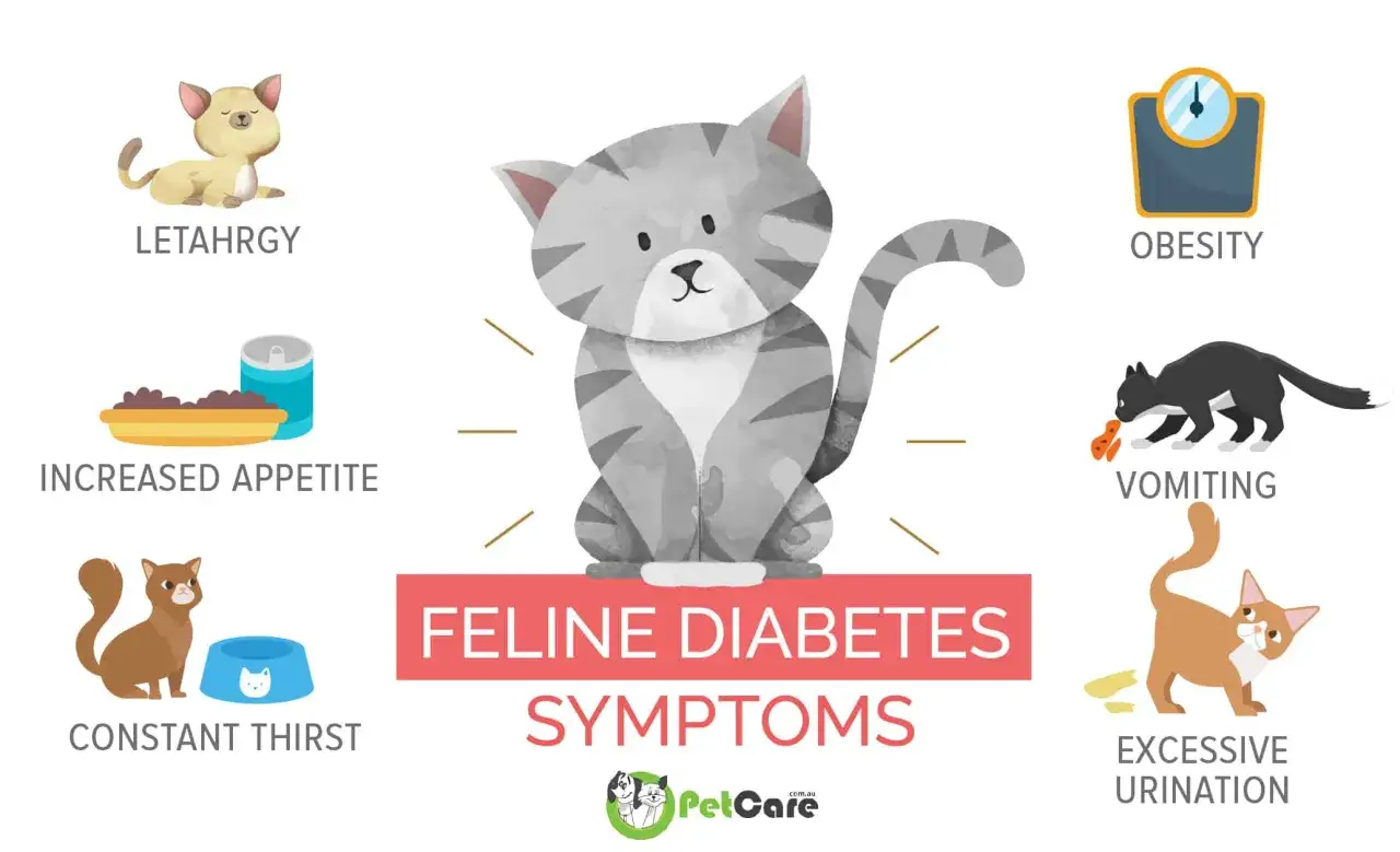 Symptômes du diabète félin : léthargie, augmentation de l'appétit, soif constante, obésité, vomissements, mictions excessives. Attention aux complications du chat diabétique.