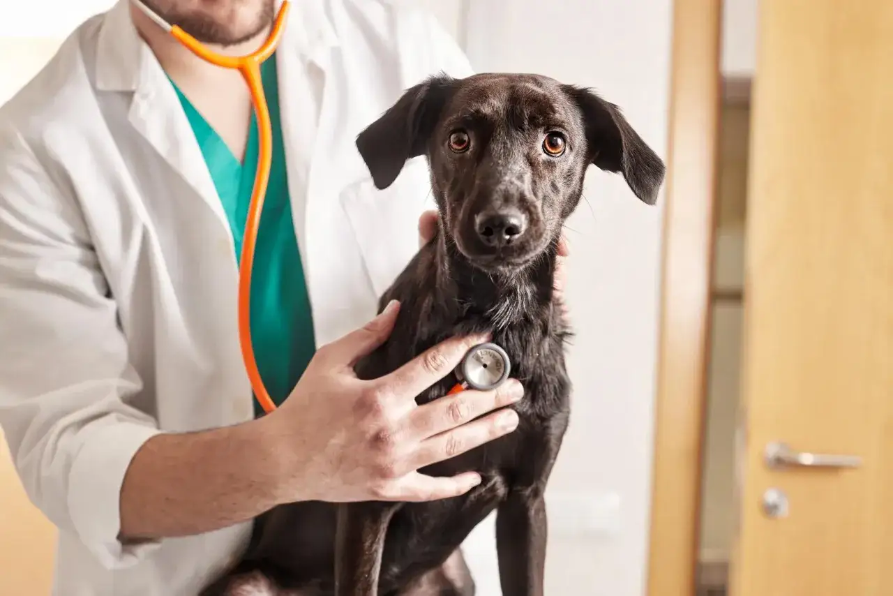 Un vétérinaire examine un chien noir, peut-être pour un symptôme de côte cassée. Le chien regarde la caméra avec inquiétude.