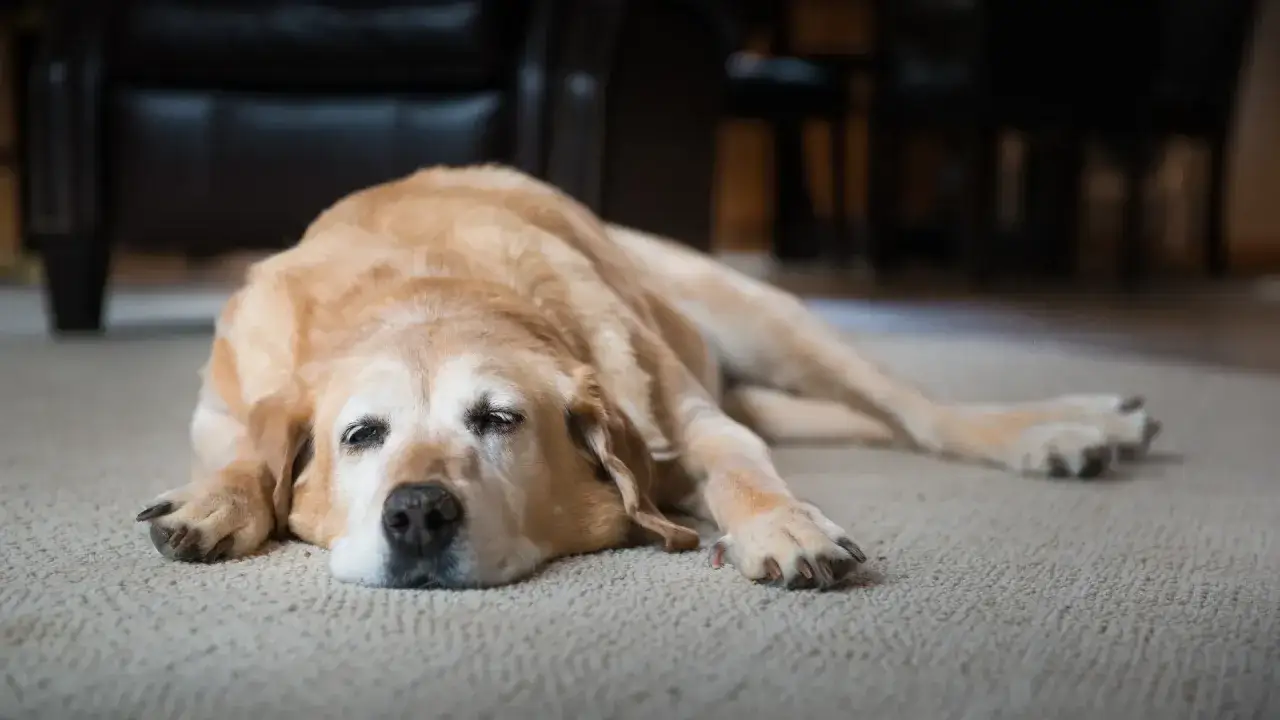 Un vieux chien qui ne mange plus, allong&eacute; sur le tapis, le regard triste.