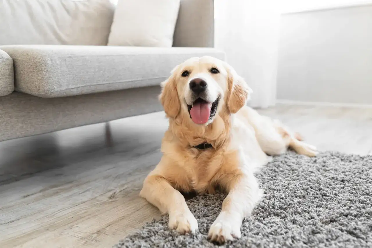 Un golden retriever heureux, allong&eacute; sur un tapis gris, peut-&ecirc;tre se demandant pourquoi mon chien gratte le tapis.
