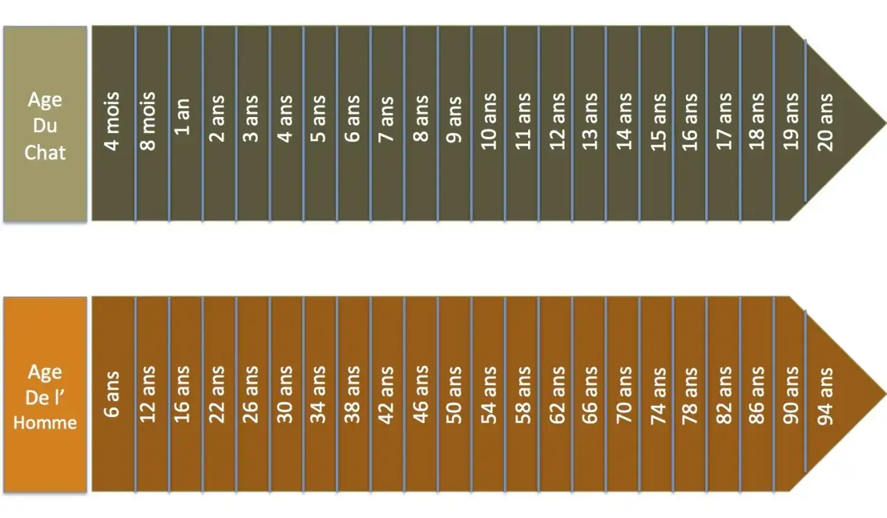 Comparaison de l'&acirc;ge du chat et de l'homme. Un chat de 4 ans est comme un humain de 30 ans.