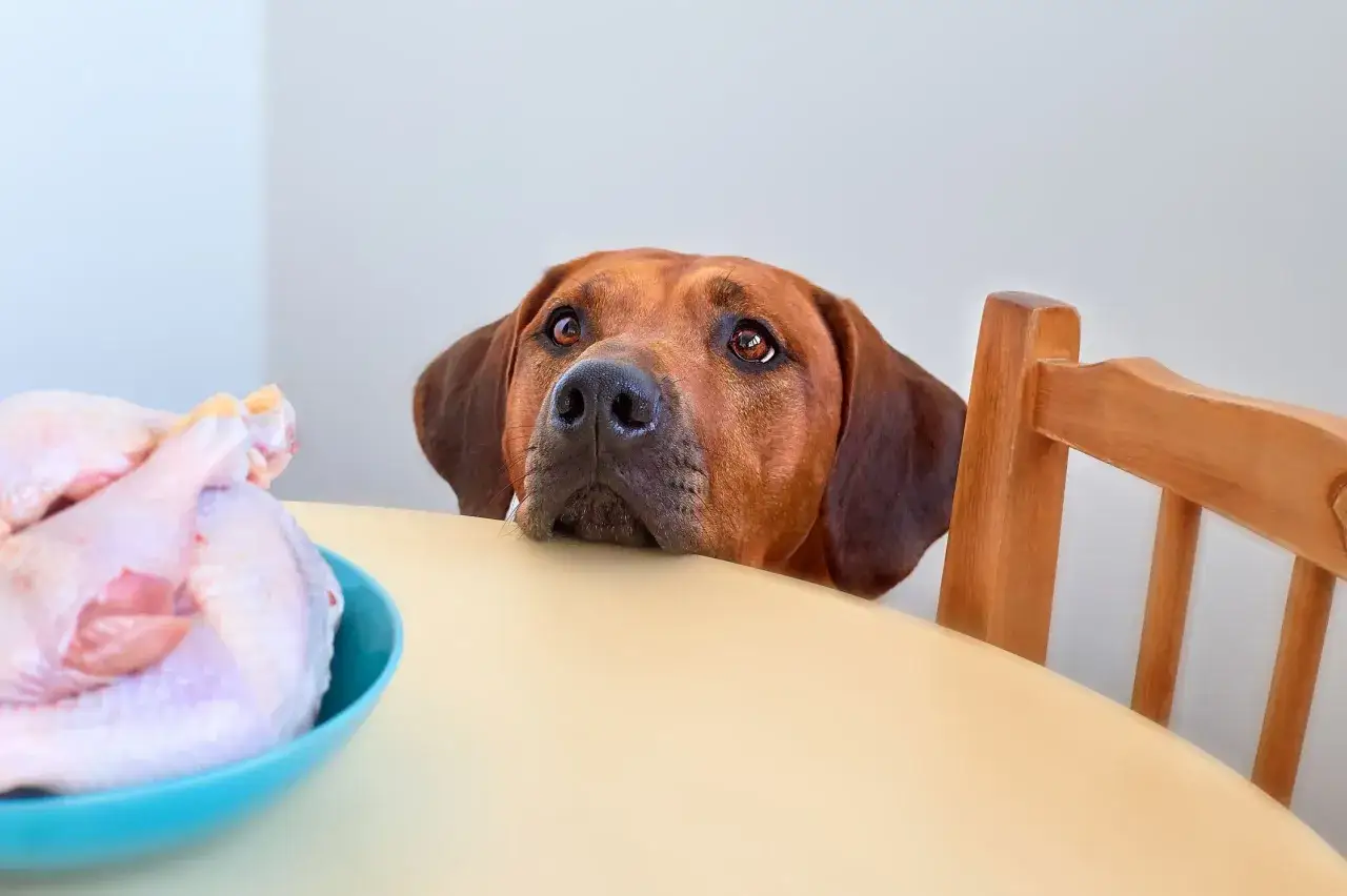 Un chien regarde avec envie un poulet cru posé sur une table.