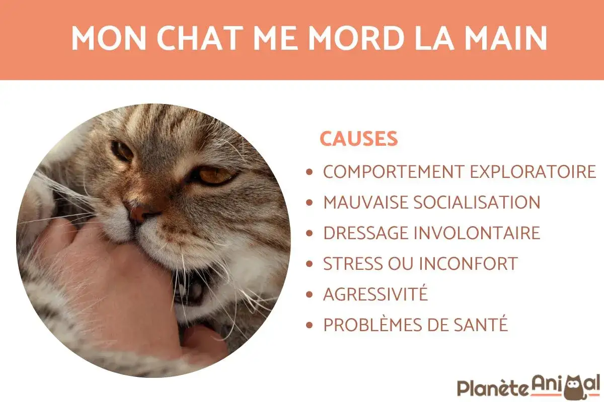 Un chaton qui mord la main, avec les causes possibles list&eacute;es : comportement exploratoire, mauvaise socialisation, dressage involontaire, stress, agressivit&eacute;, probl&egrave;mes de sant&eacute;.