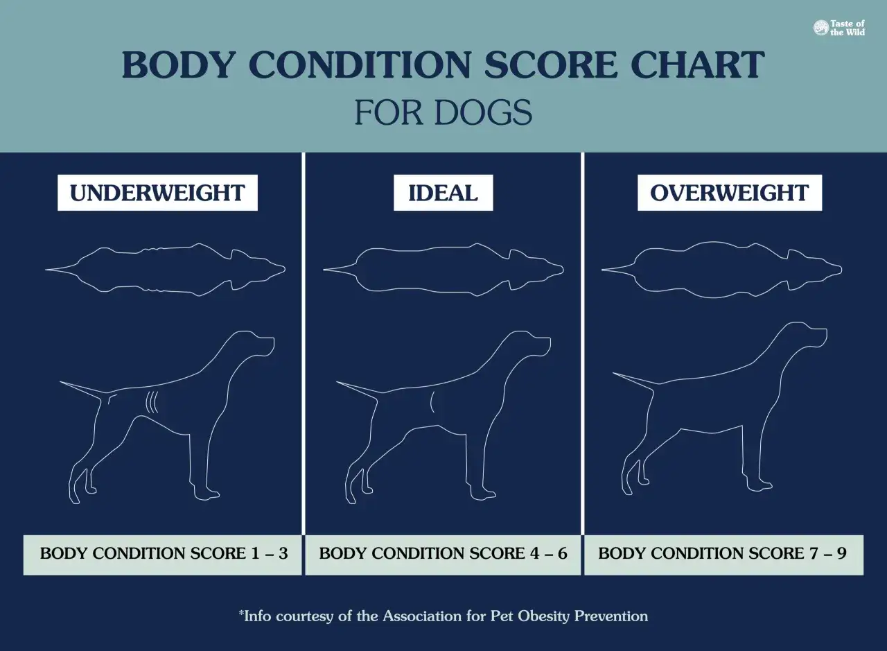 Graphique montrant comment faire maigrir un chien st&eacute;rilis&eacute; : sous-poids, id&eacute;al, surpoids. &Eacute;valuez la condition de votre chien.