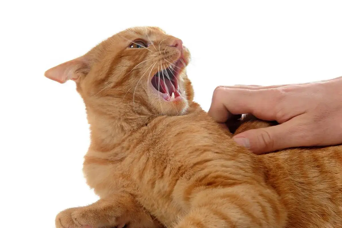 Un chat roux feule sur une main humaine, montrant ses crocs et sa langue rose. Il semble agac&eacute; par le contact.