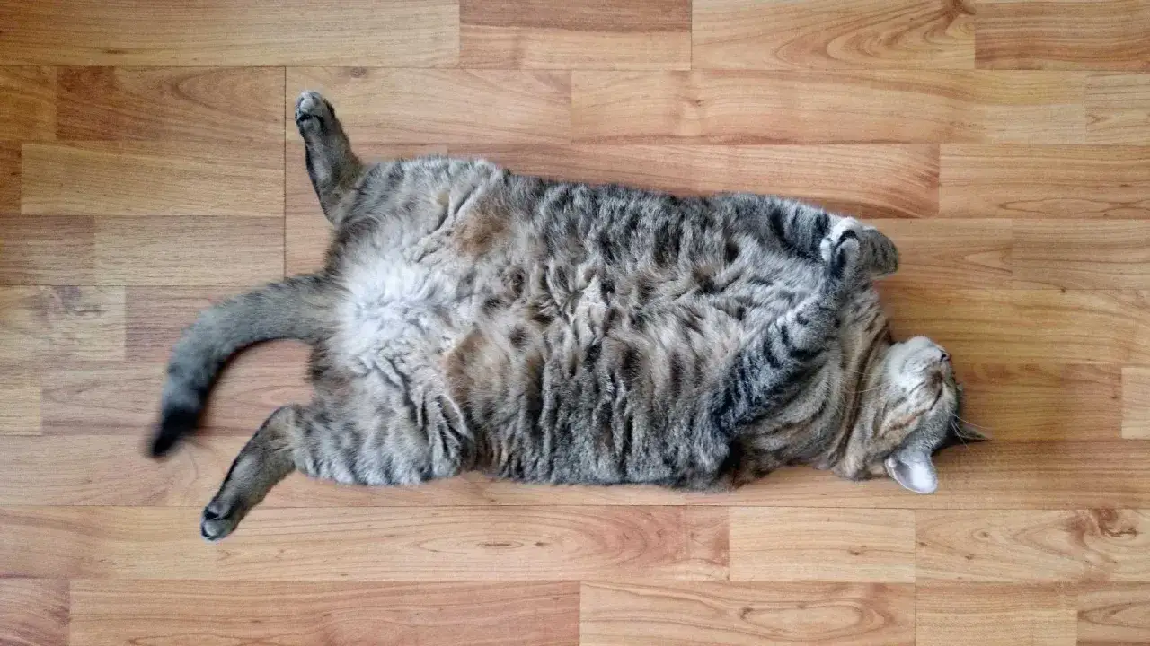 Un chat tigr&eacute; dort paisiblement sur le dos, pattes en l'air, sur un parquet en bois.