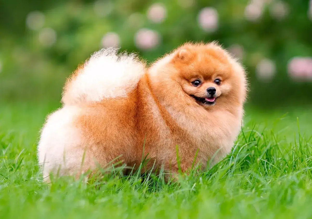 Un adorable spitz nain roux, tout en rondeurs et en fourrure, gambade dans l'herbe verte. Son caractère joueur et sa queue en panache sont typiques de sa race.
