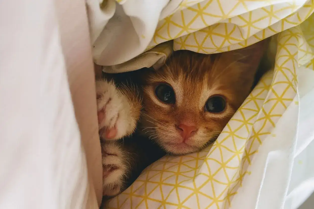 Un chat craintif, combien de temps restera-t-il caché sous la couette ? Ses petites pattes dépassent, ses grands yeux observent.