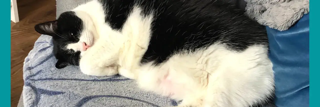 Un chat noir et blanc dort paisiblement sur une couverture. Apprendre &agrave; comment apprivoiser un chat adulte demande patience et douceur.
