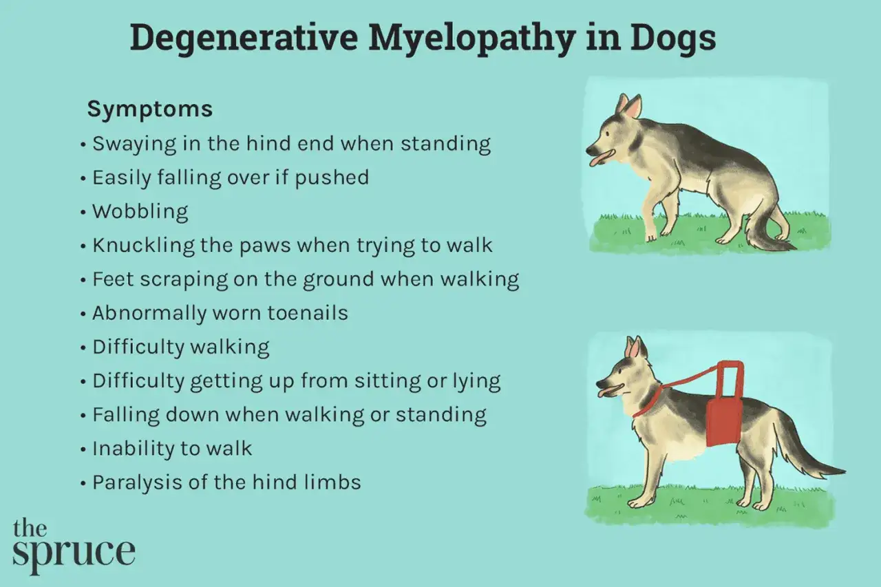 Illustration de chiens &acirc;g&eacute;s montrant des sympt&ocirc;mes de perte d'&eacute;quilibre, comme le vacillement et la difficult&eacute; &agrave; marcher. Un chien porte un harnais de soutien.