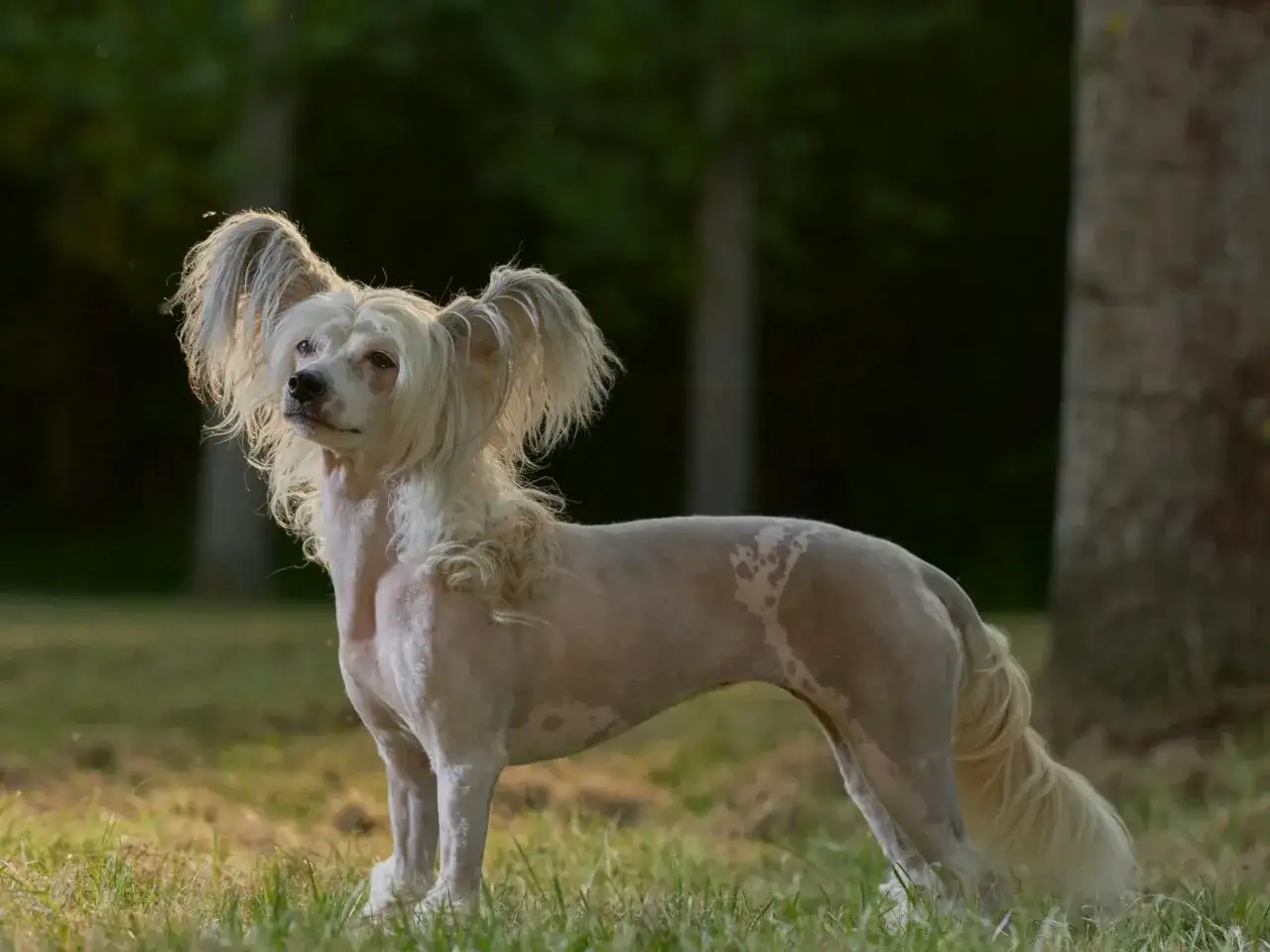 Un chien moche, un Chinois &agrave; cr&ecirc;te, se tient fi&egrave;rement dans l'herbe, ses grandes oreilles poilues dress&eacute;es.