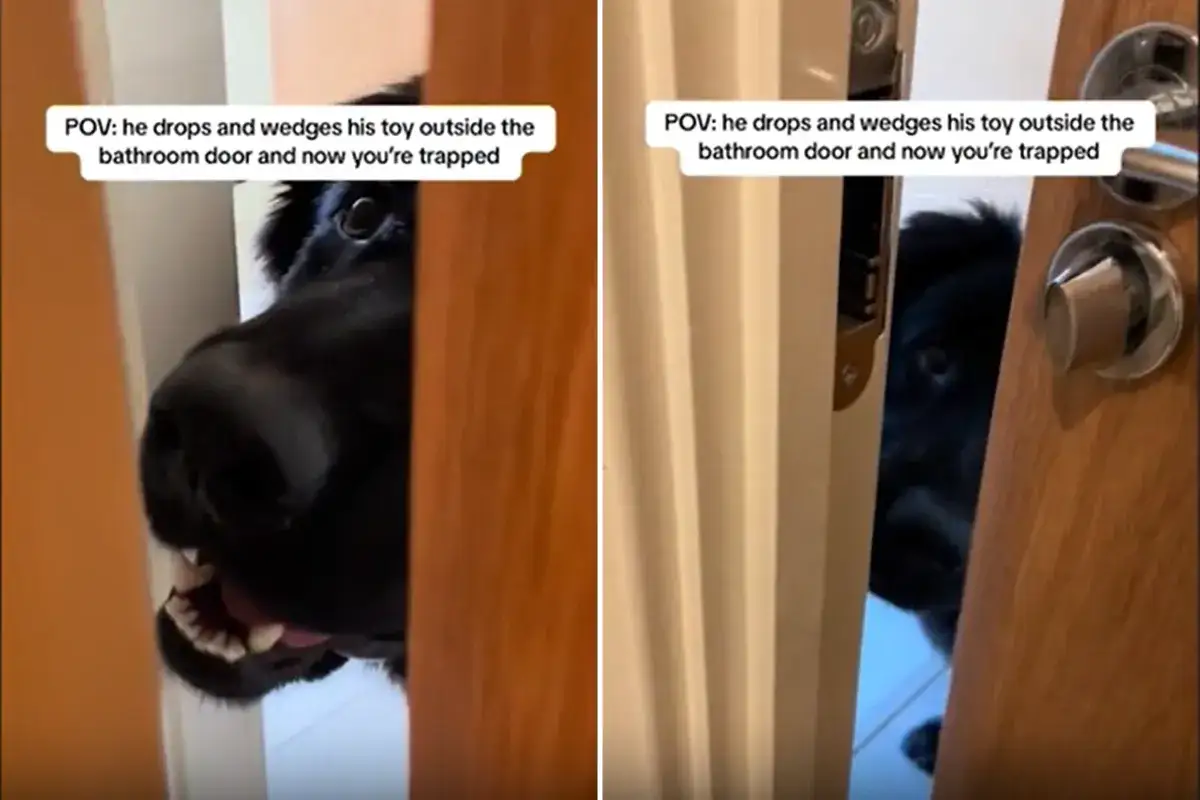 Mon chien me colle plus que d'habitude, il a coinc&eacute; son jouet dans la porte de la salle de bain. Je suis pi&eacute;g&eacute; avec lui !